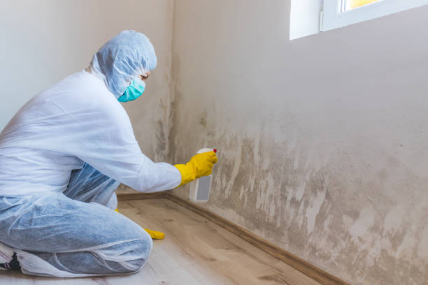 Licensed Mold Remediation service in Waynesboro, PA - WQB Mold Removal